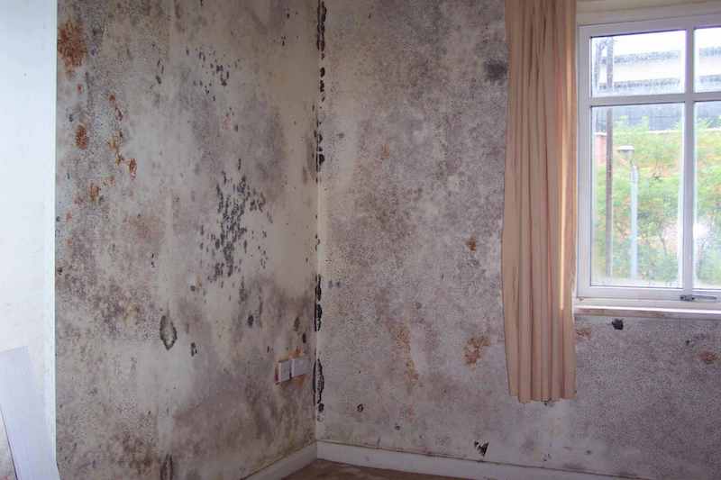 What Is Mould And What Are It’s Risks?